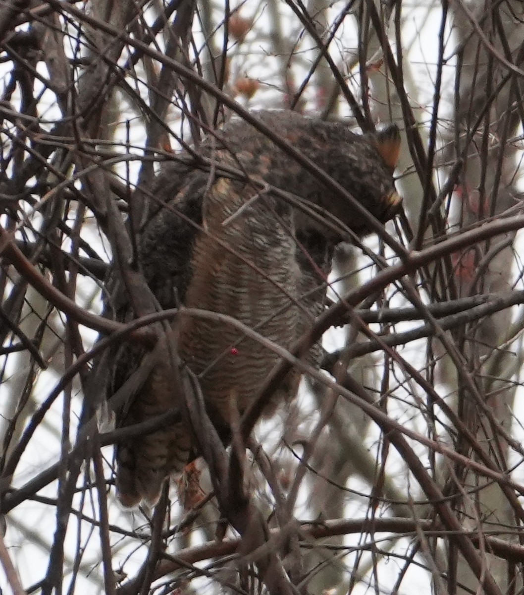 Great Horned Owl - ML646416002