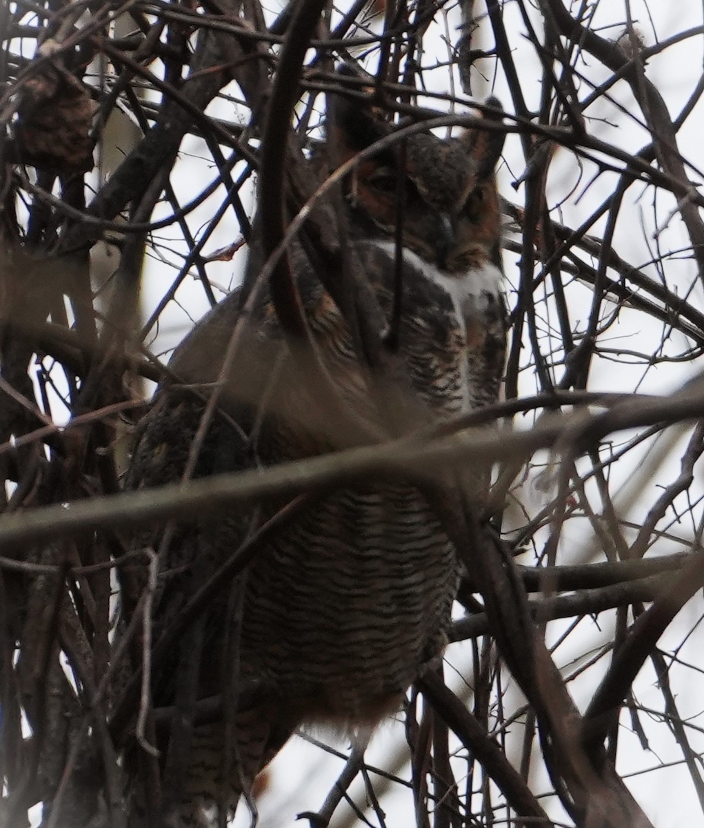Great Horned Owl - ML646416003