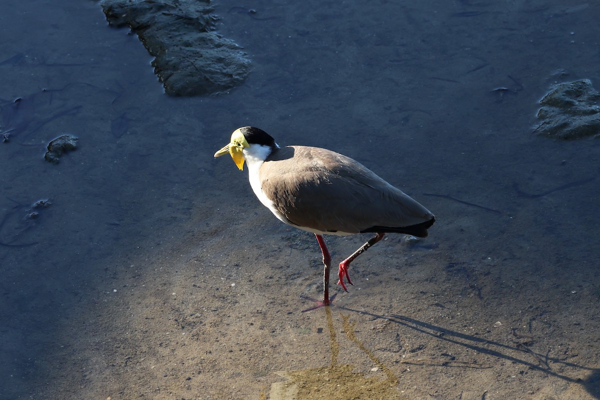Masked Lapwing - ML646416006