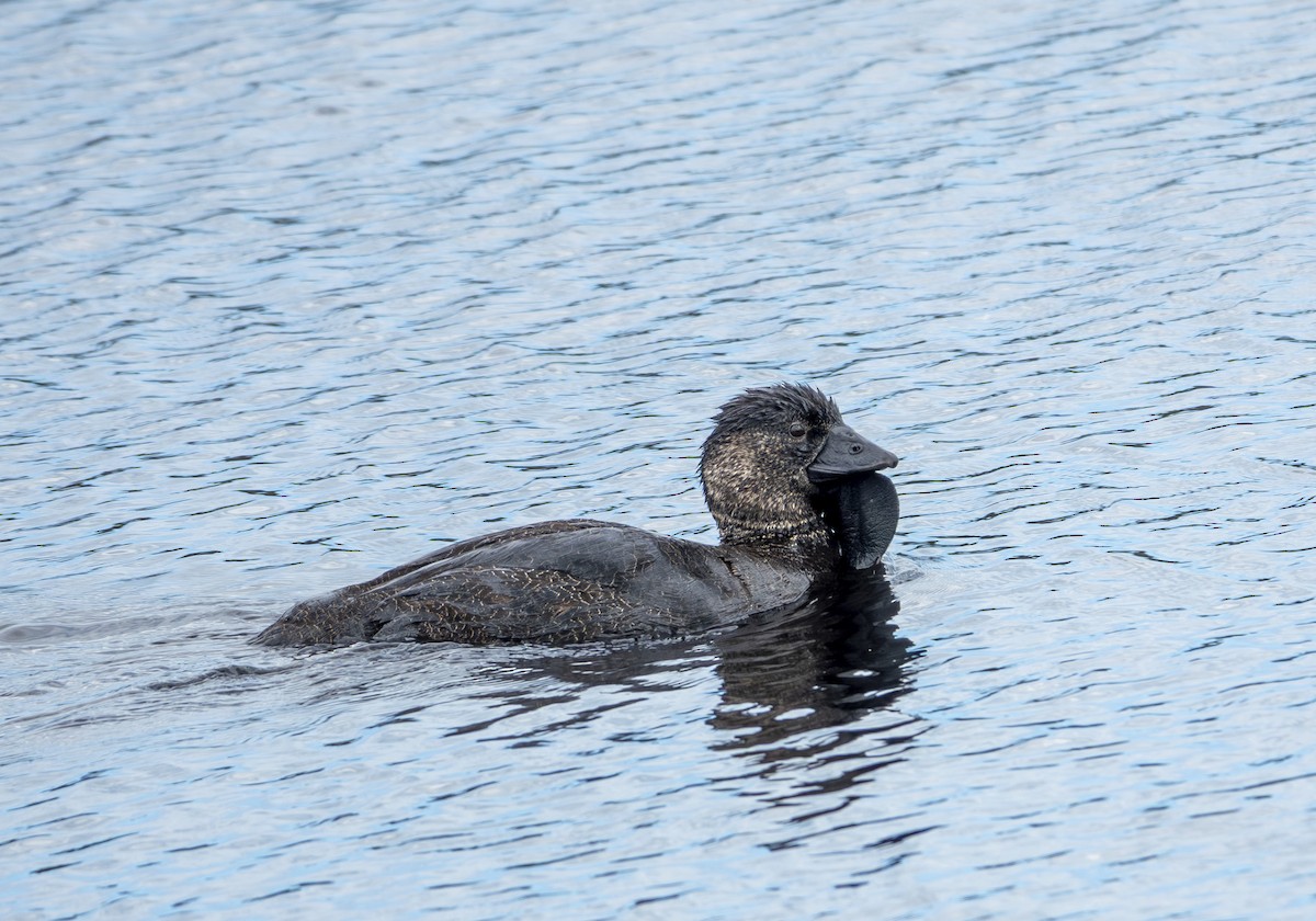 Musk Duck - ML646416007
