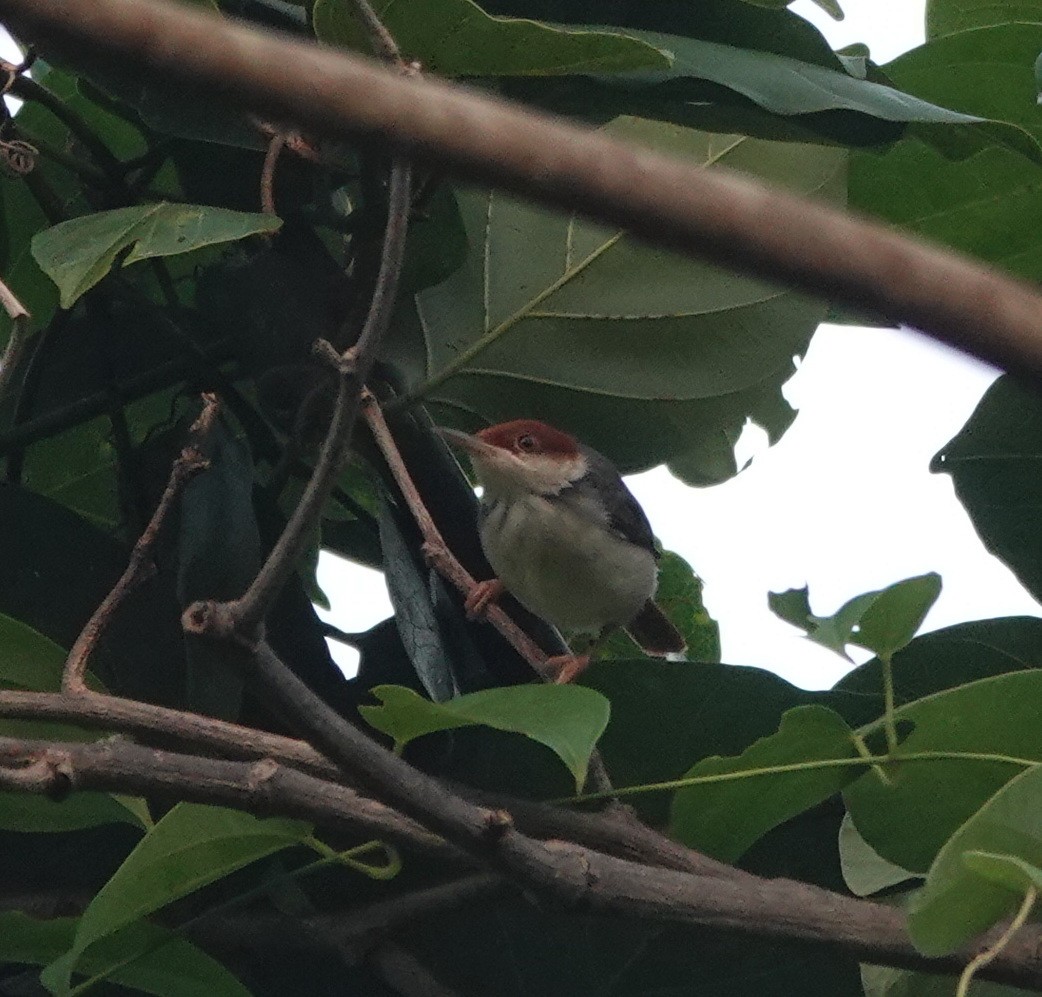 Rufous-tailed Tailorbird - ML646416008