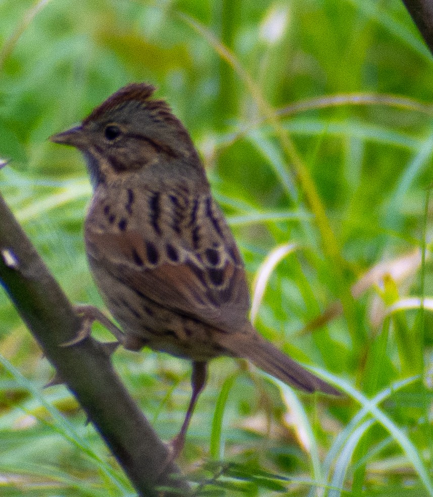 strnadec pruhohlavý - ML646416019