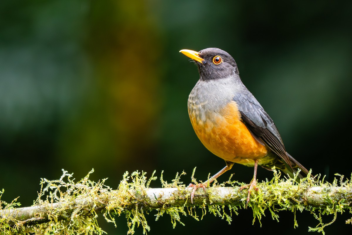 Chestnut-bellied Thrush - ML646416020