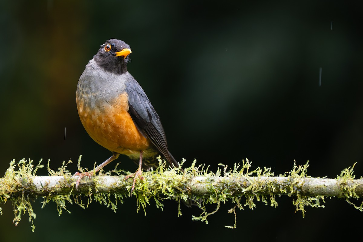 Chestnut-bellied Thrush - ML646416021