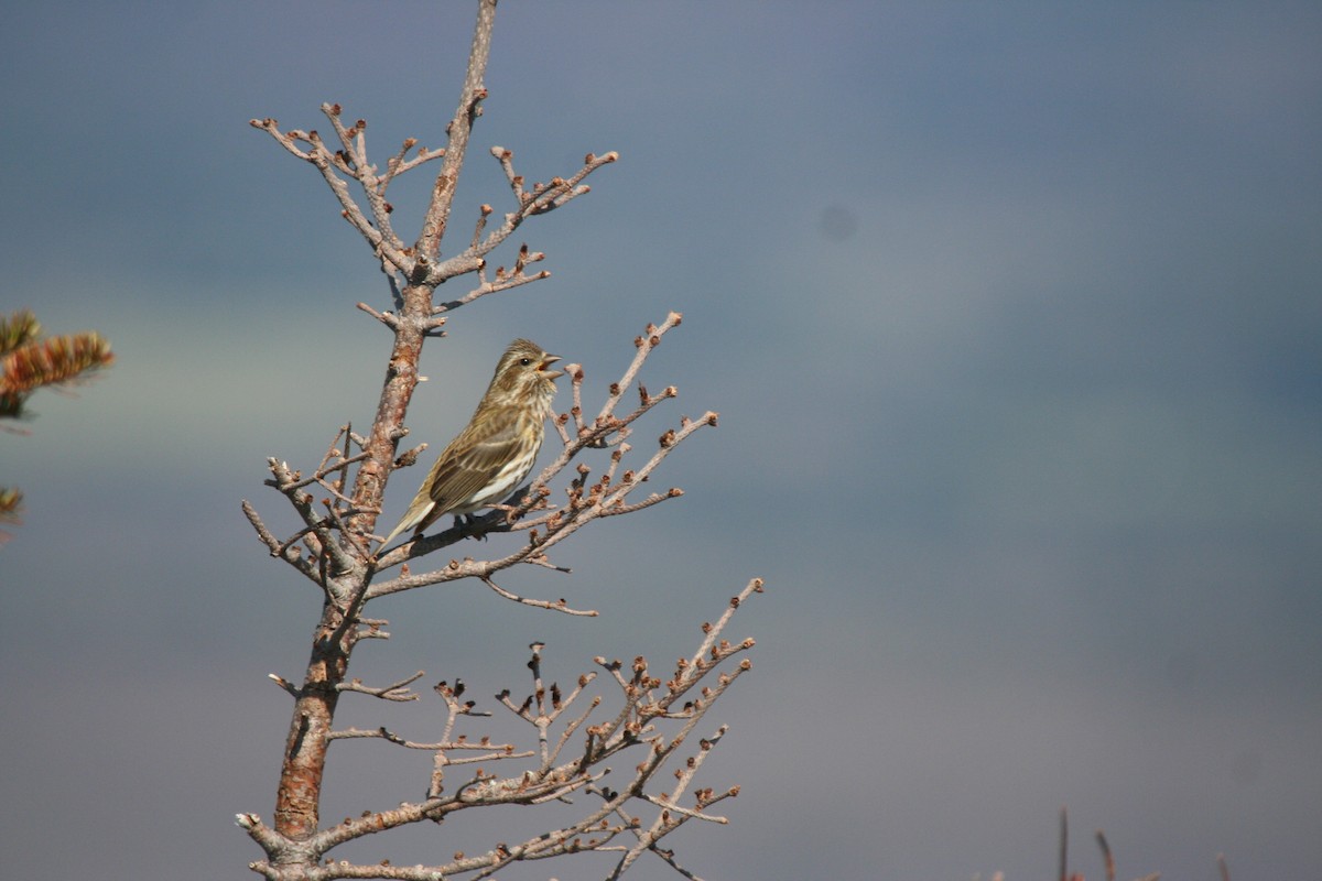 Purple Finch - ML646416022