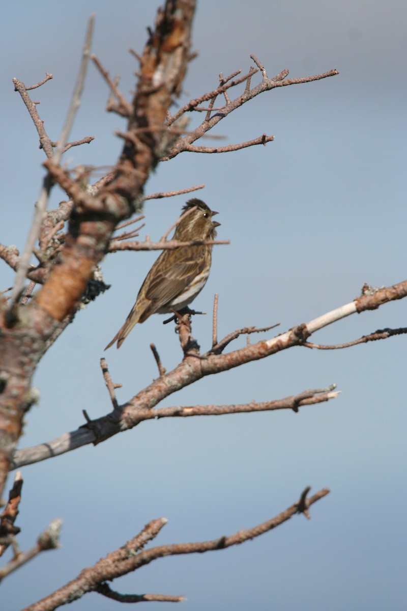 Purple Finch - ML646416023