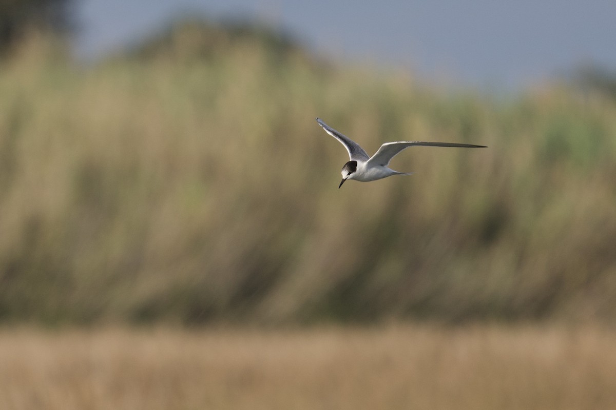 Sandwich Tern - ML646416024