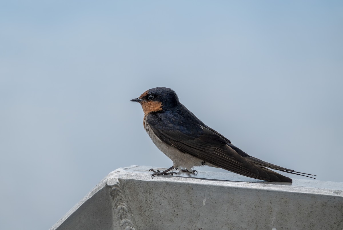 Welcome Swallow - ML646416025