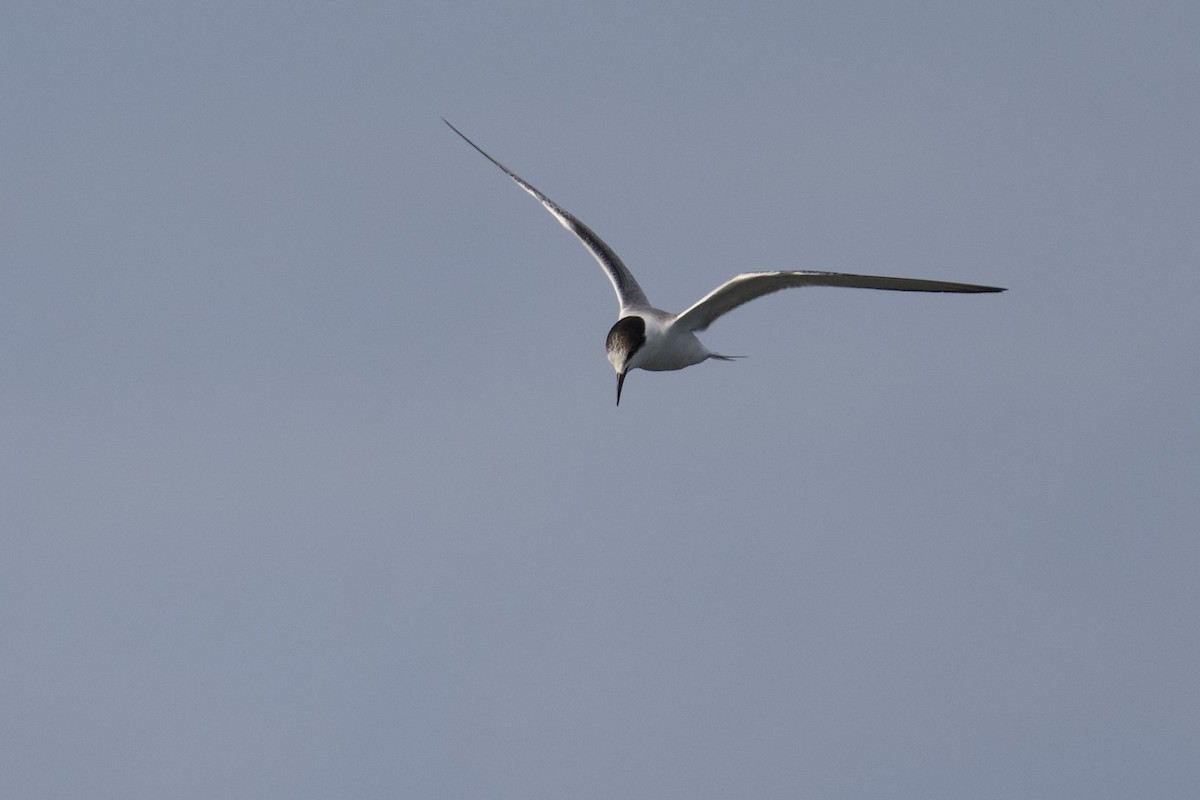 Sandwich Tern - ML646416029