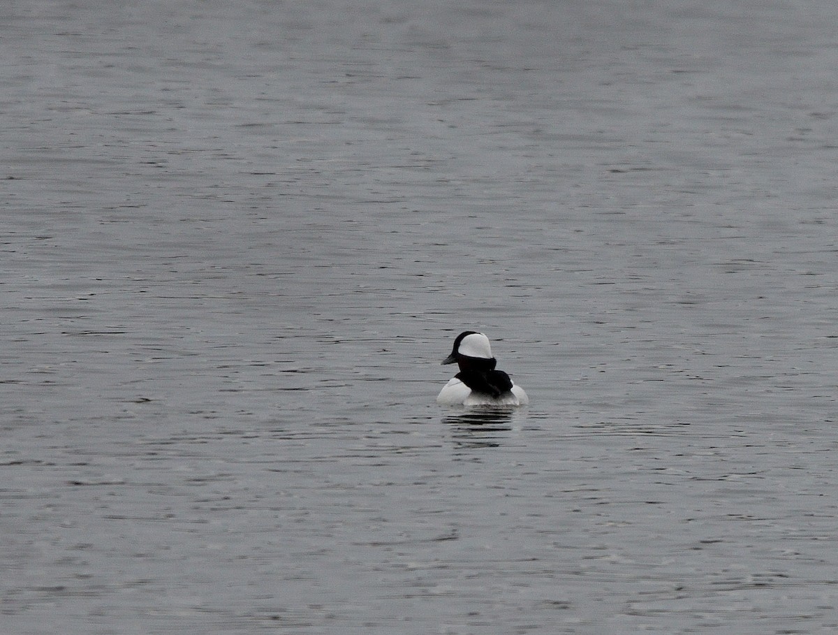 Гоголь малий - ML646416030