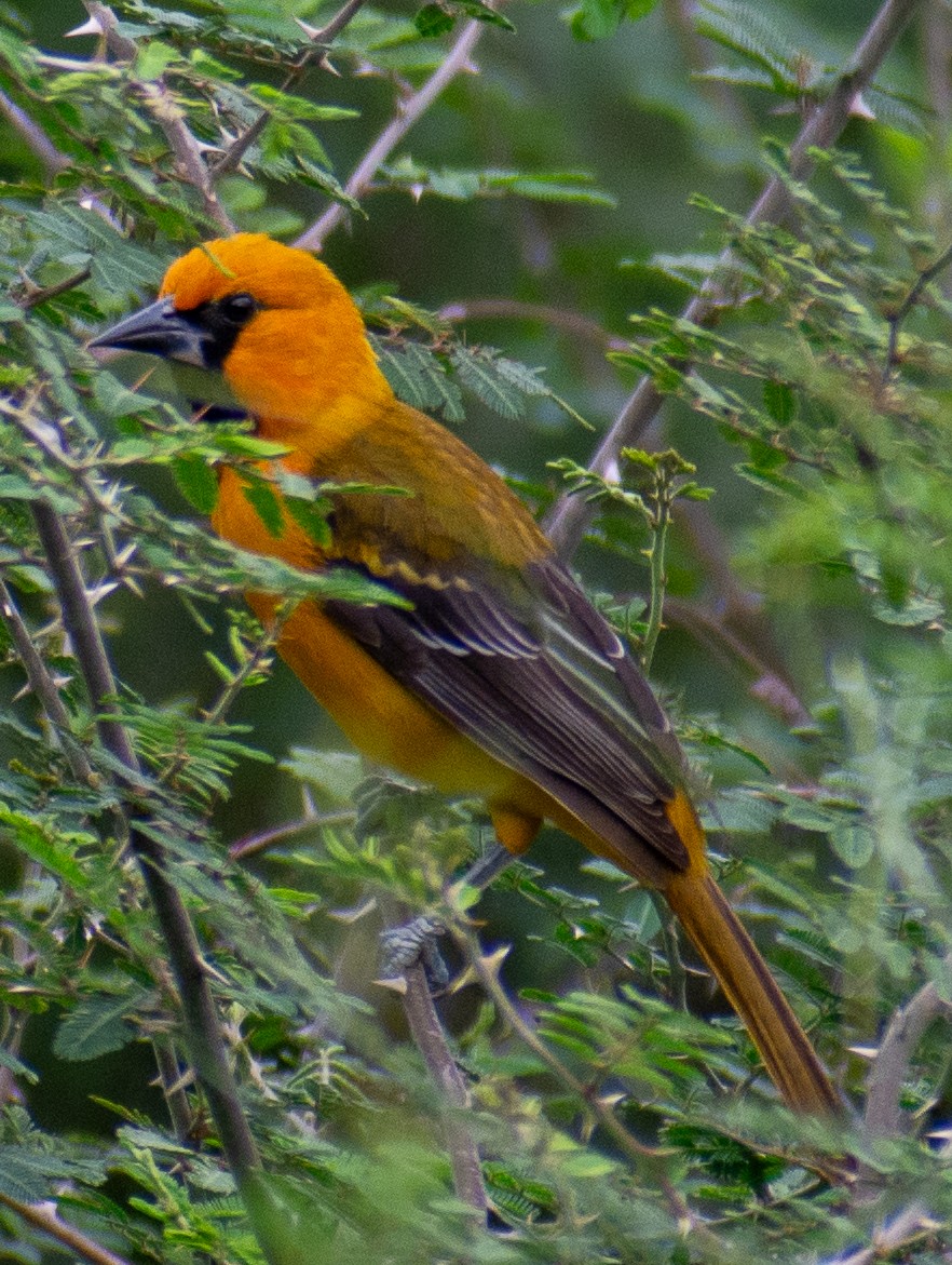 Altamira Oriole - ML646416031