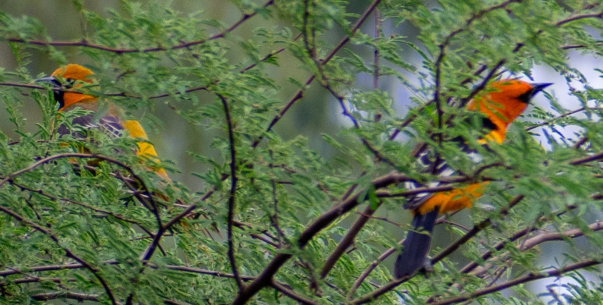 Altamira Oriole - ML646416040