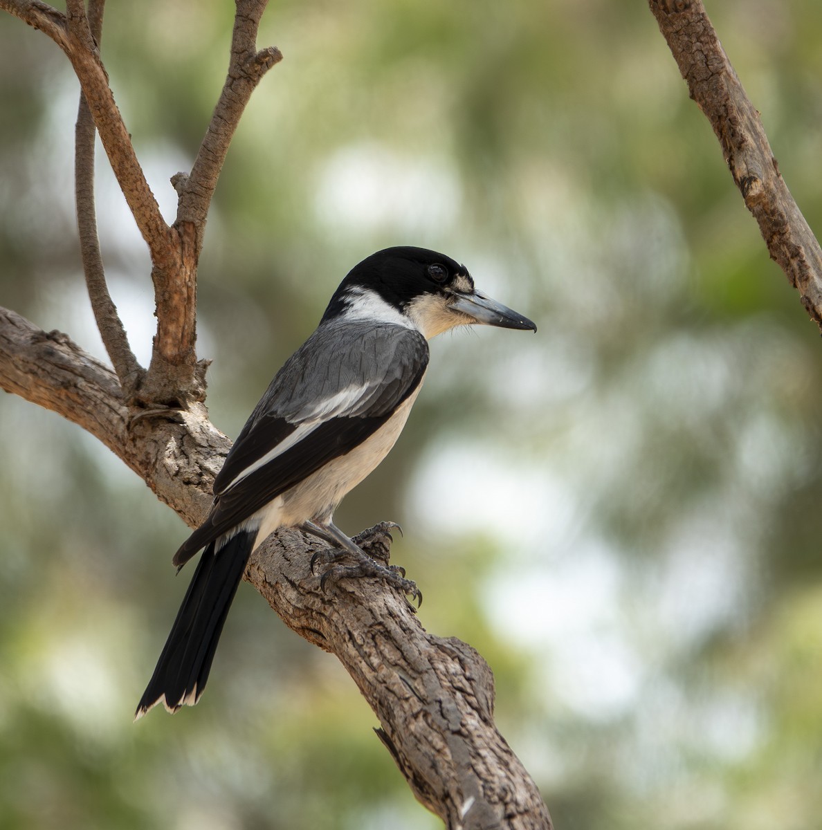 Gray Butcherbird - ML646416042
