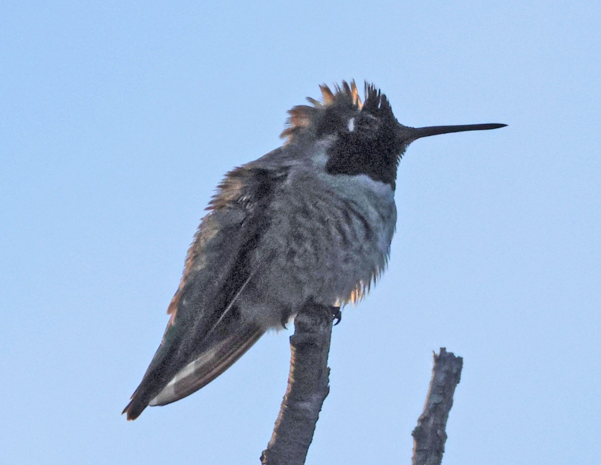 Anna's Hummingbird - ML646416043