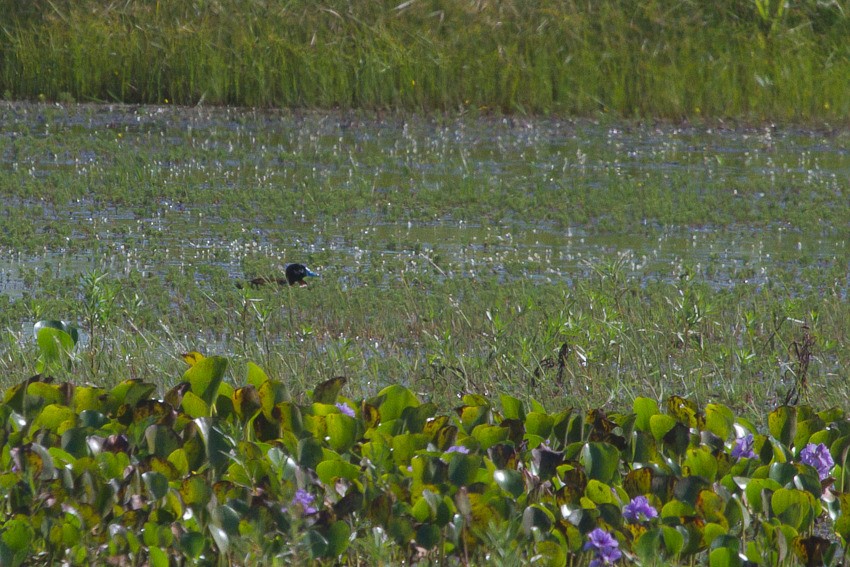 コバシオタテガモ - ML646416045