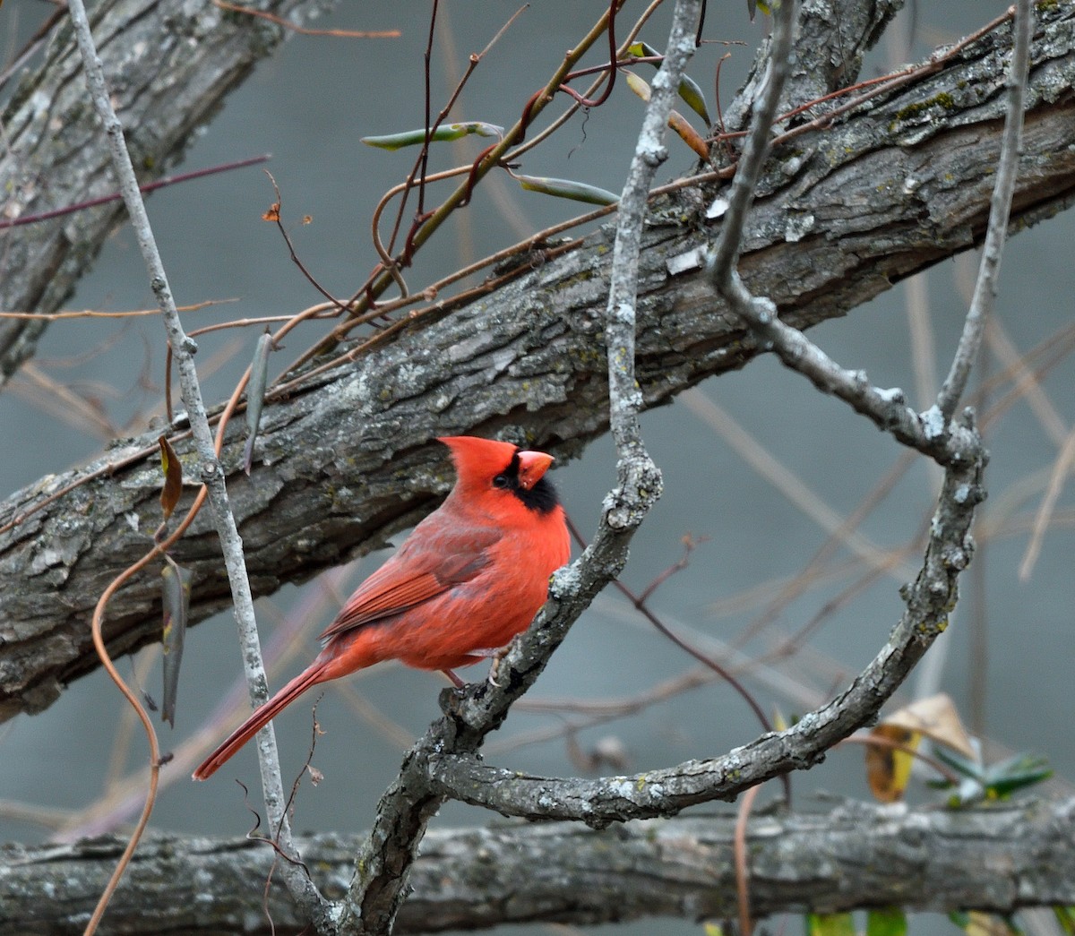 Кардинал червоний - ML646416046