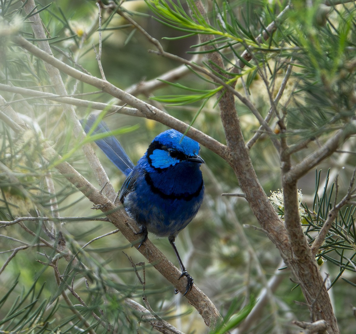 Splendid Fairywren - ML646416049