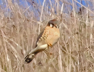 American Kestrel - ML646416050