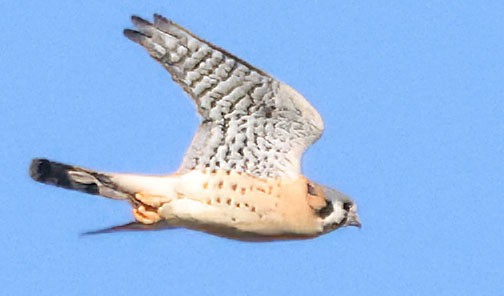 American Kestrel - ML646416051