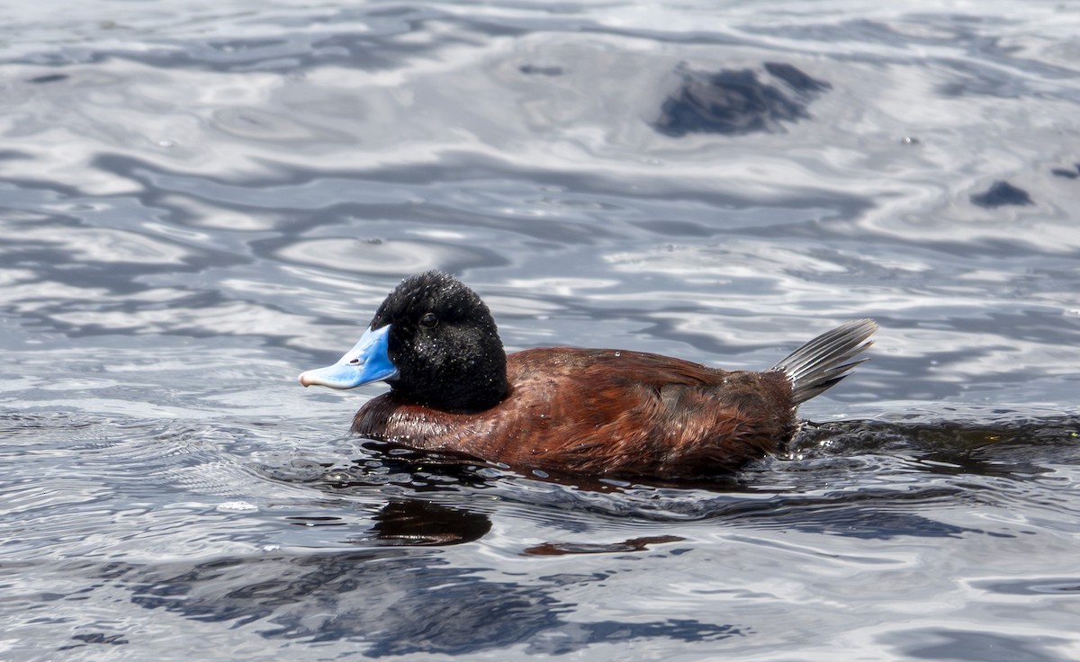 Blue-billed Duck - ML646416052