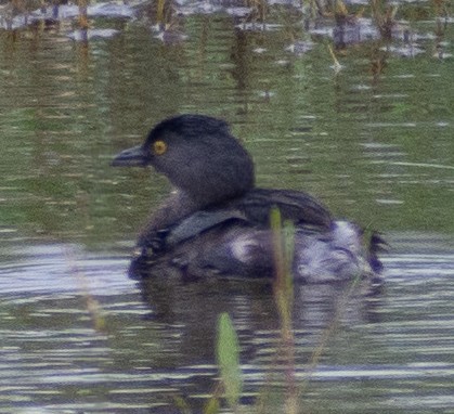 Least Grebe - ML646416055