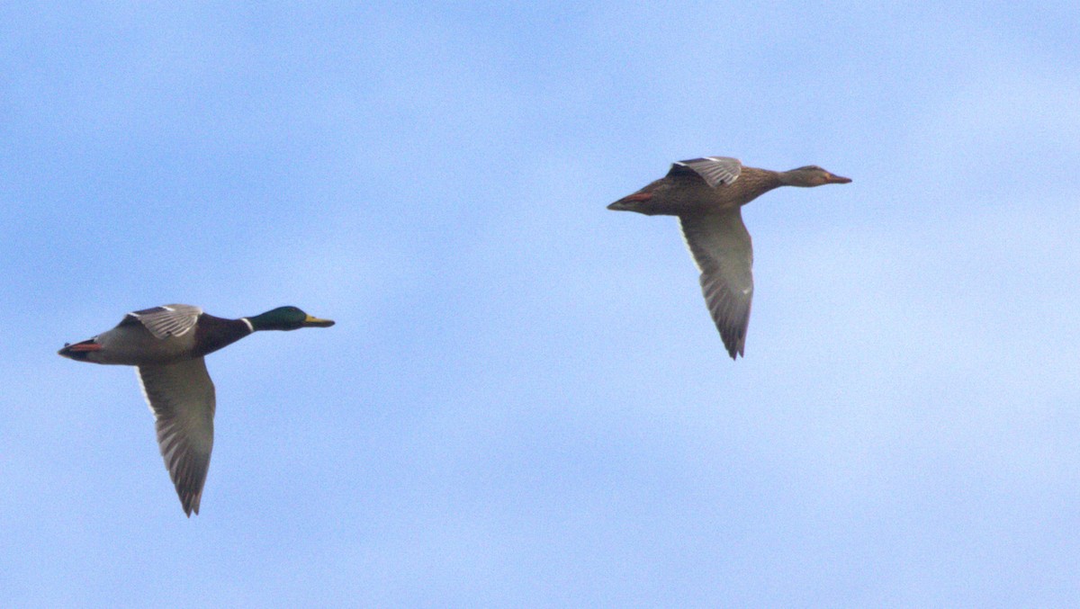 Зэрлэг нугас - ML646416056