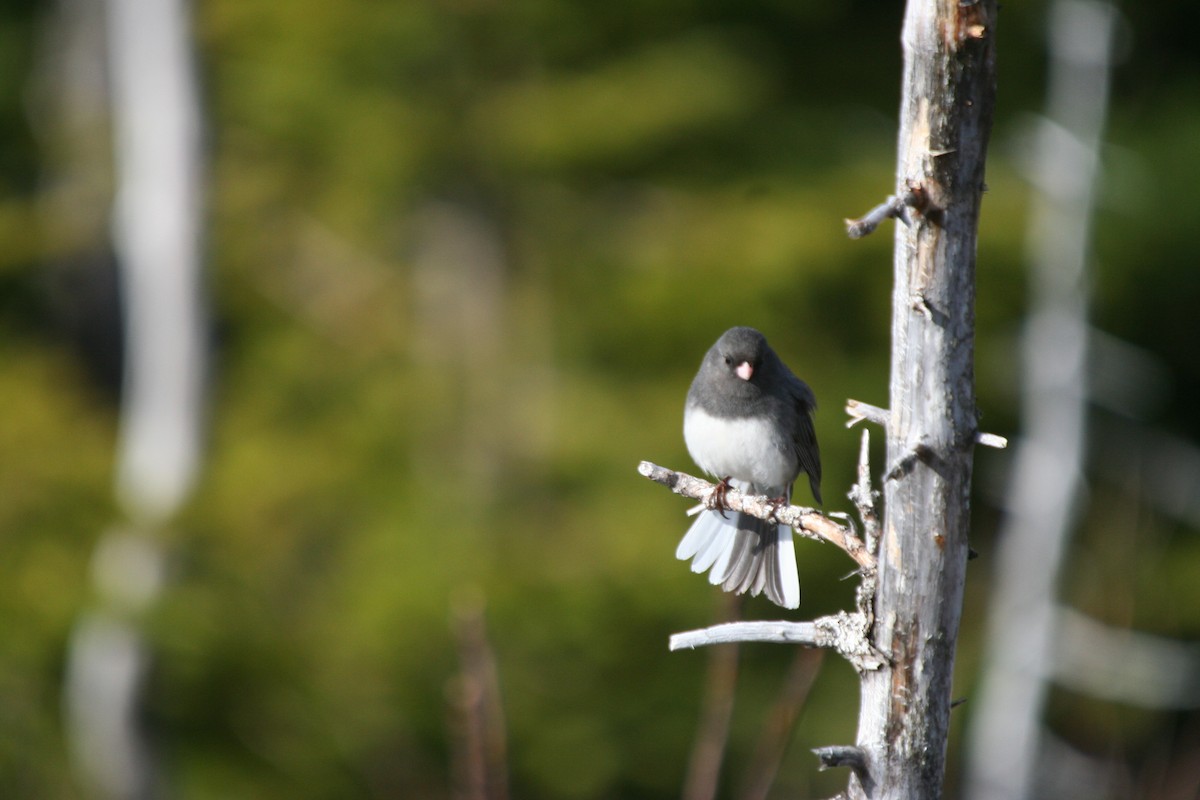 Dark-eyed Junco - ML646416057
