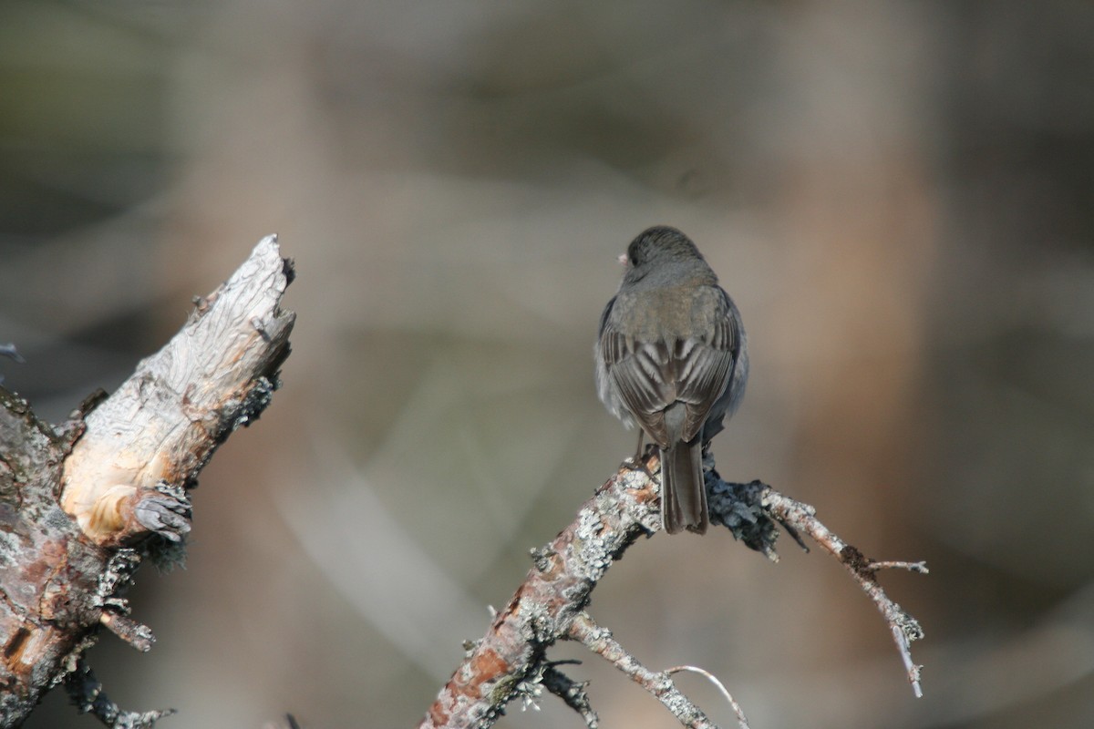 Dark-eyed Junco - ML646416058