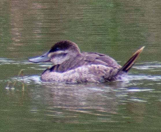 kachnice kaštanová - ML646416059