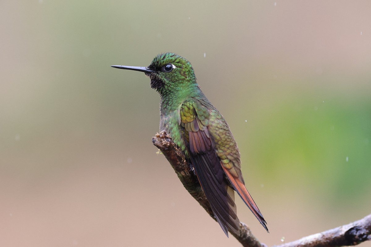 Colibri rubis-émeraude - ML646416060