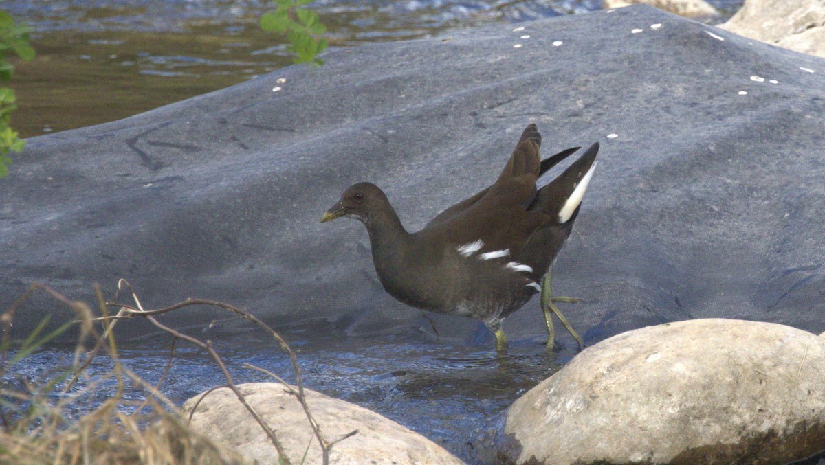 Хажилгат түнжүүр - ML646416062