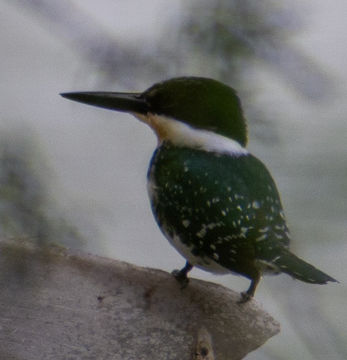 rybařík zelený - ML646416066