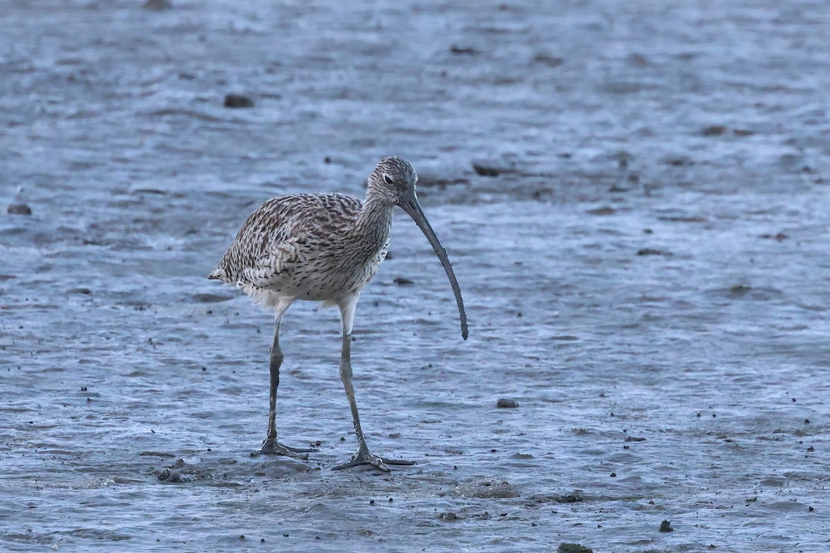 Far Eastern Curlew - ML646416067