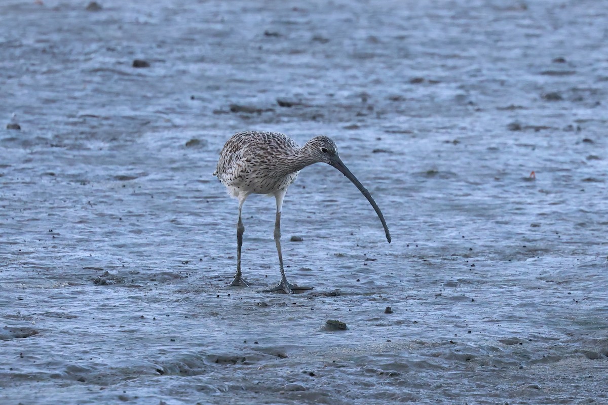 Far Eastern Curlew - ML646416068