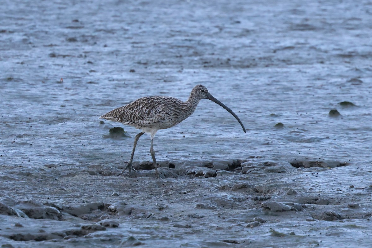 Far Eastern Curlew - ML646416071