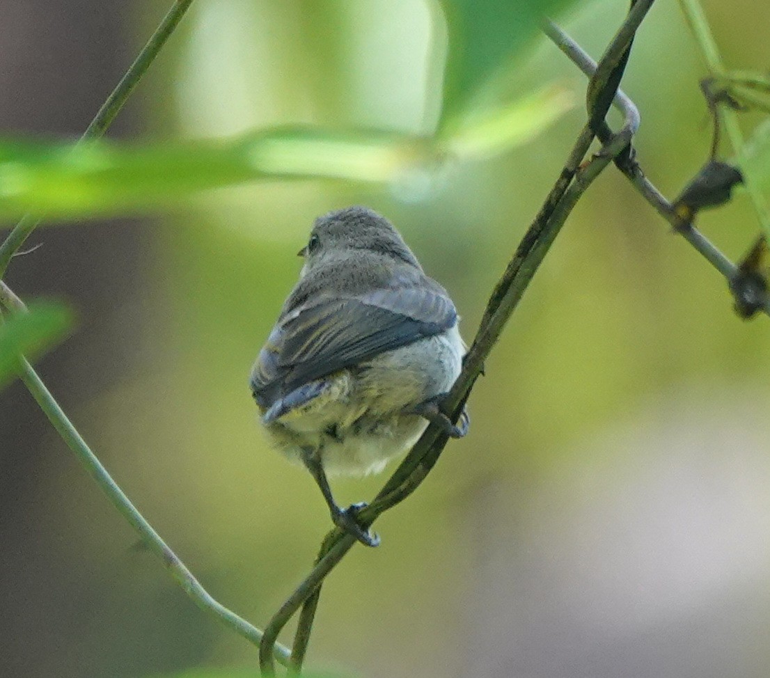 Pygmy Flowerpecker - ML646416072