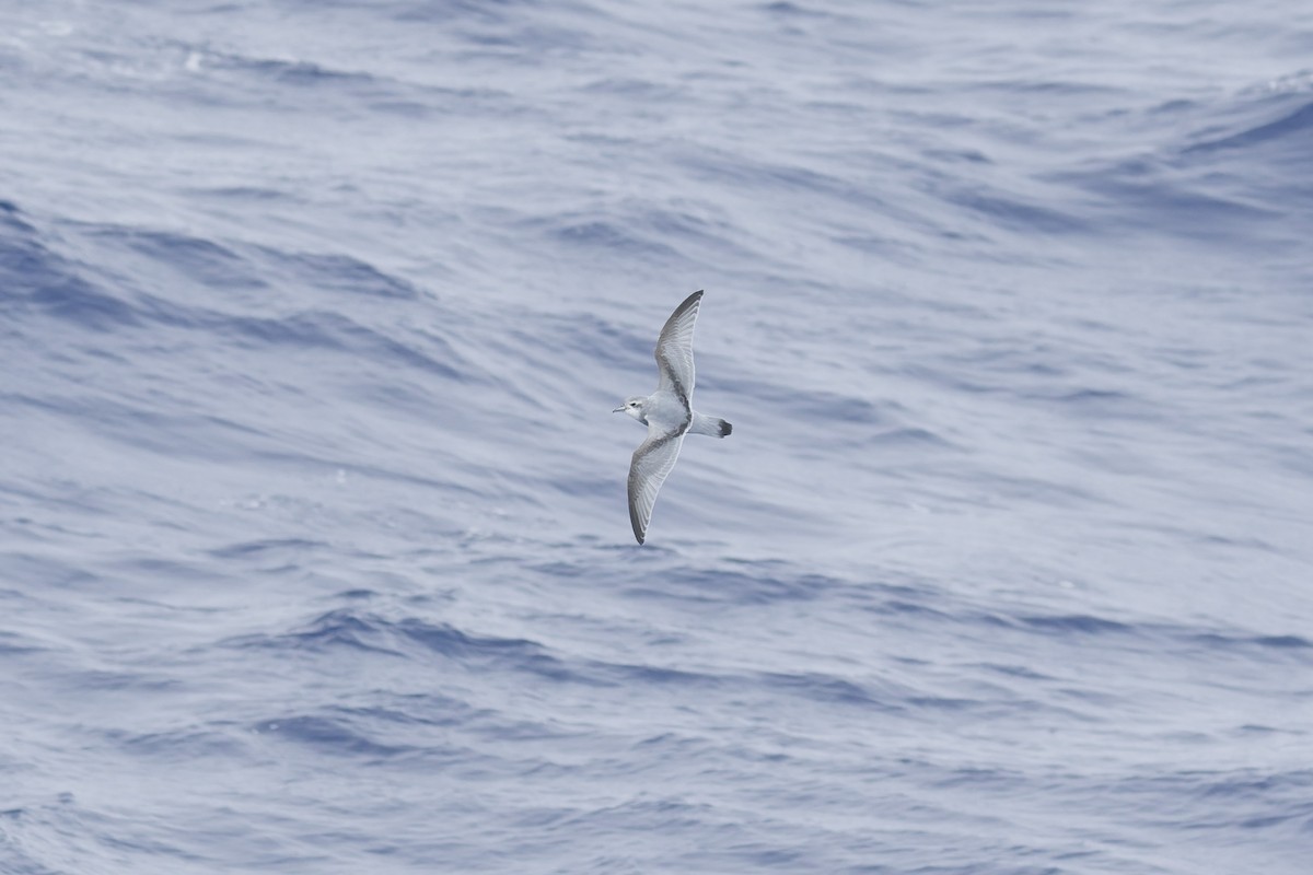 Antarctic Prion - ML646416073