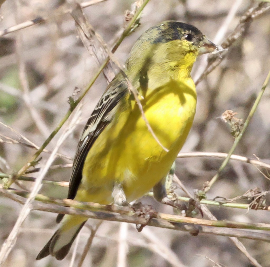 Lesser Goldfinch - ML646416080