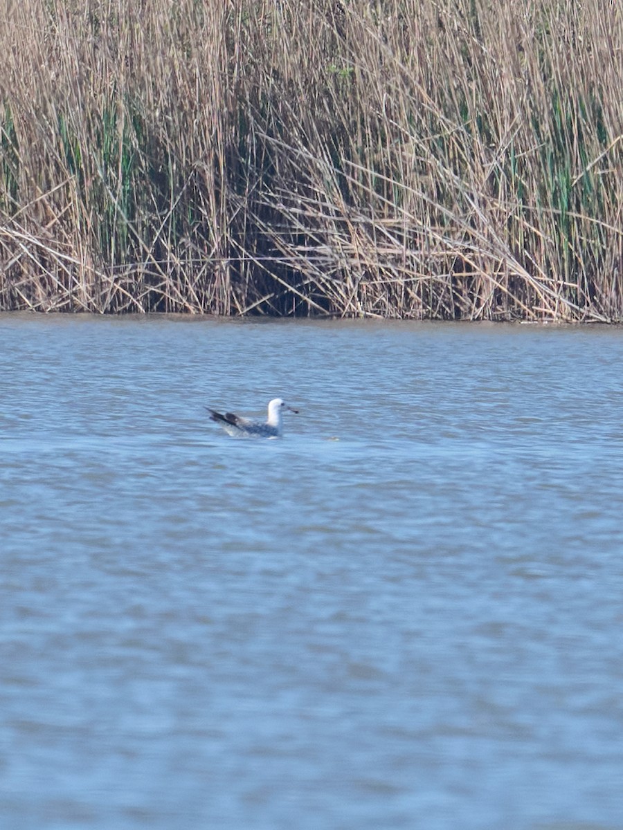 Yellow-legged Gull - ML646416082