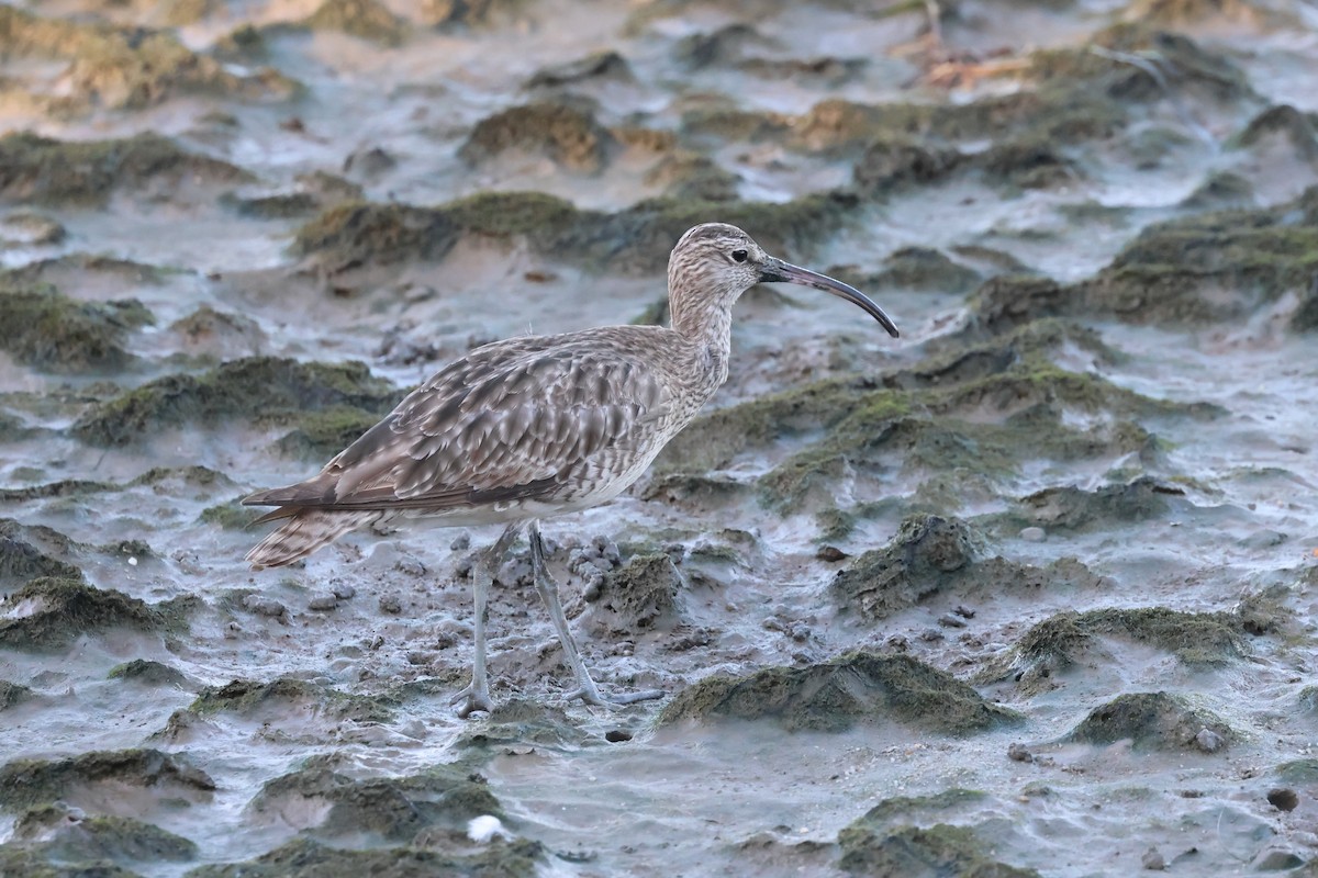 Eurasian Whimbrel - ML646416084
