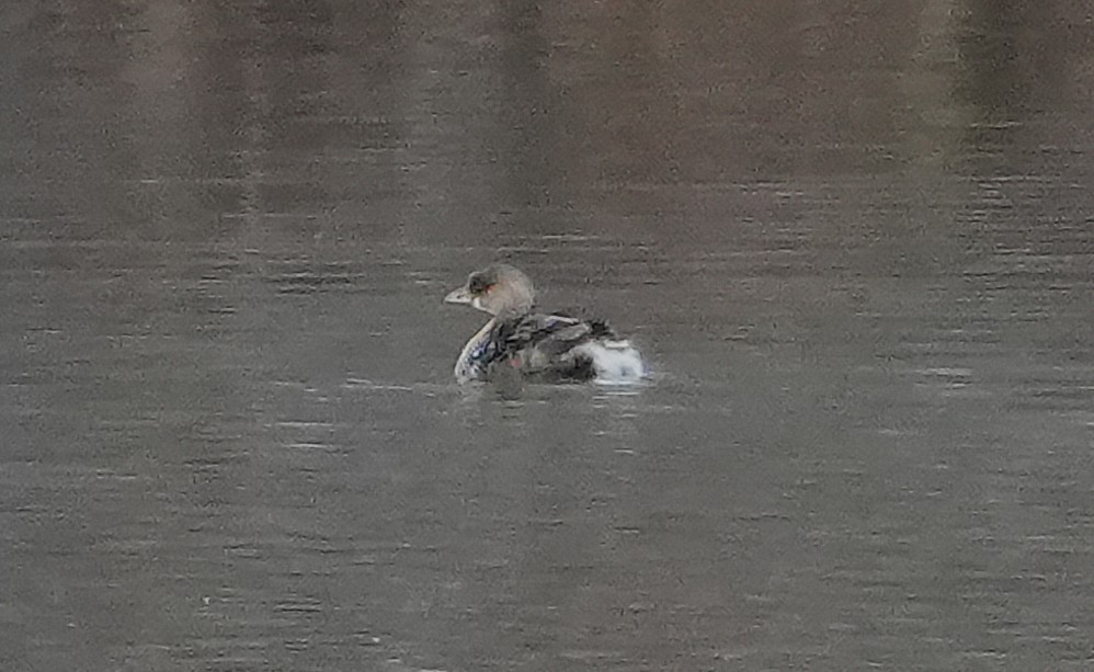 Pied-billed Grebe - ML646416085