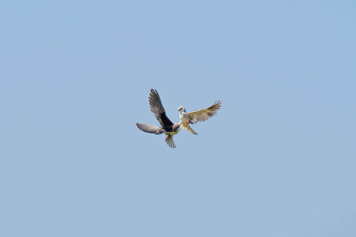 Black-winged Kite - ML646416086