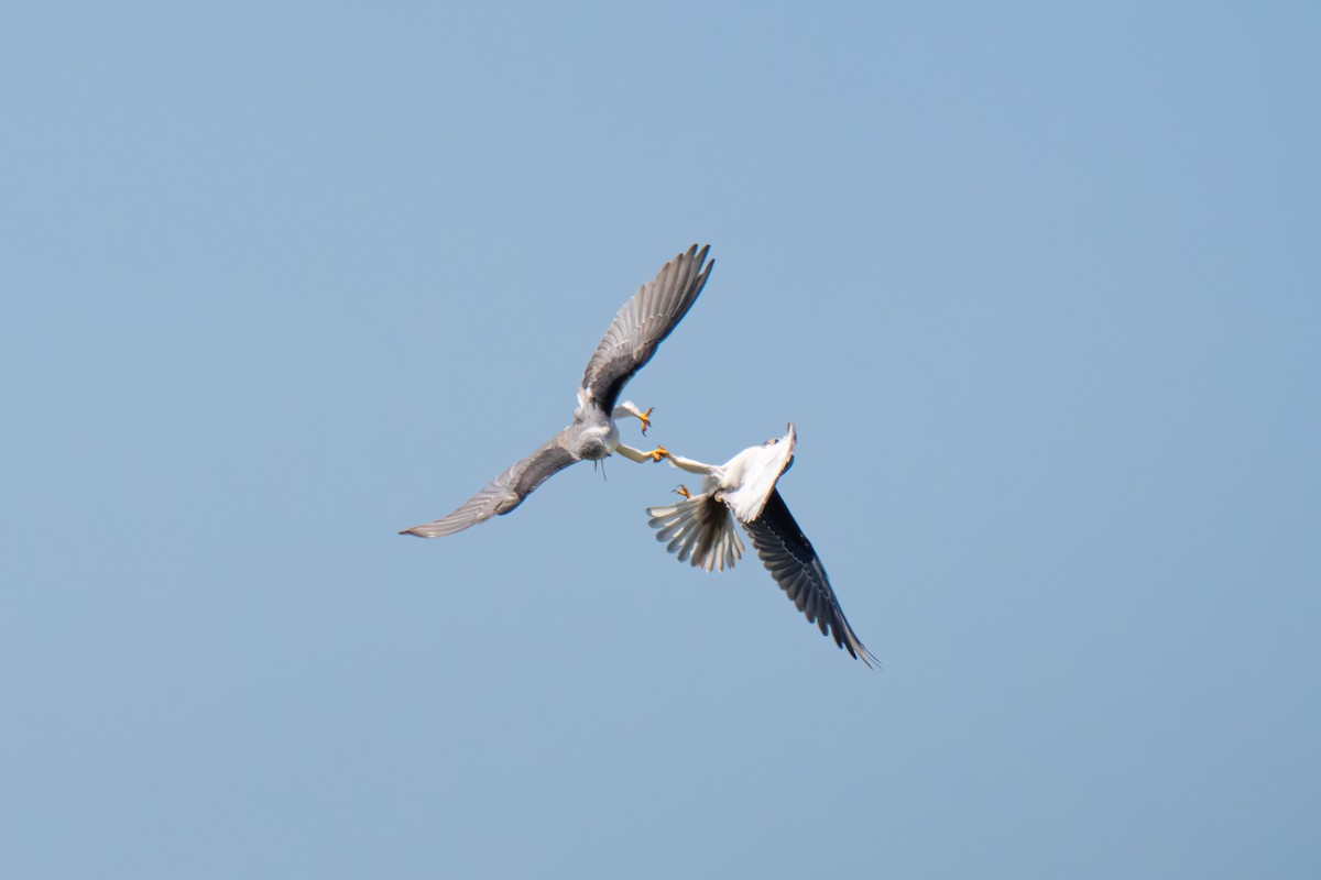 Black-winged Kite - ML646416087