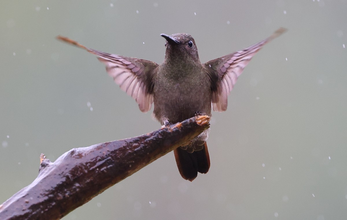 Colibri vert et gris - ML646416093