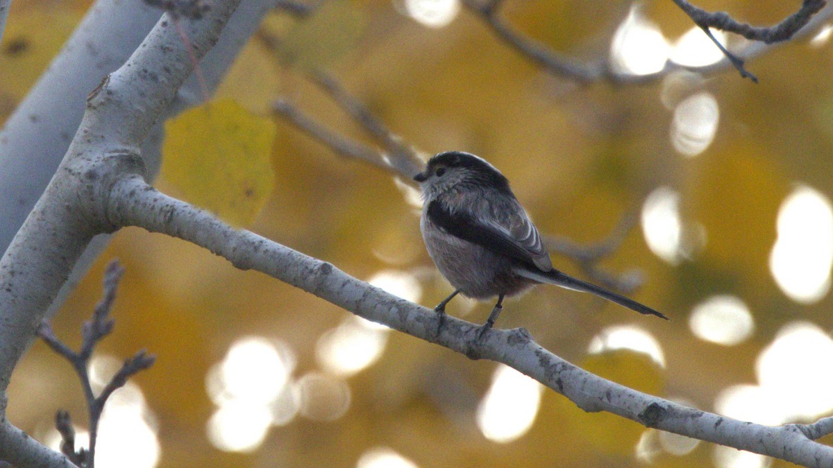 Сүүлт хөх бух - ML646416096