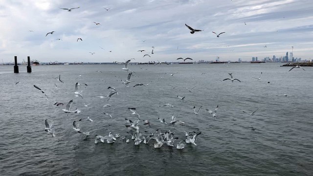 Ring-billed Gull - ML646416097