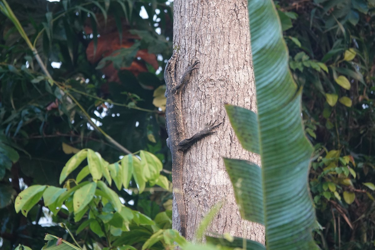 Palawan Monitor - ML646416101
