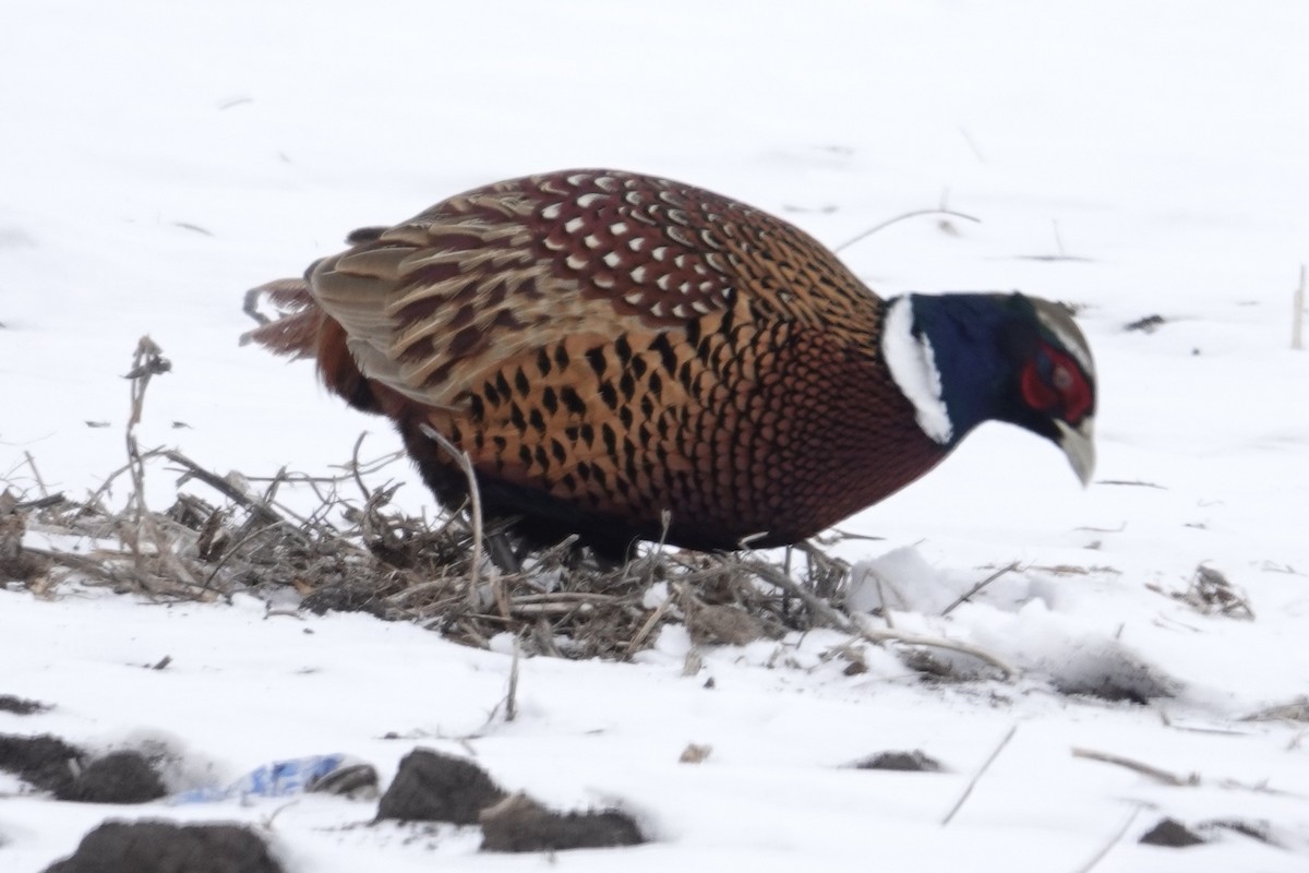 Ring-necked Pheasant - ML646416102