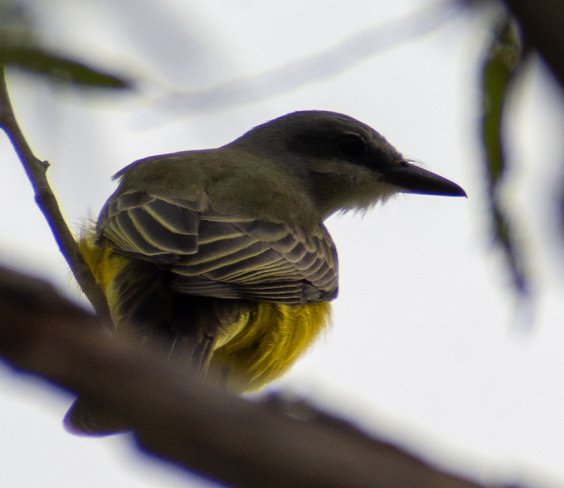 Tropical Kingbird - ML646416105