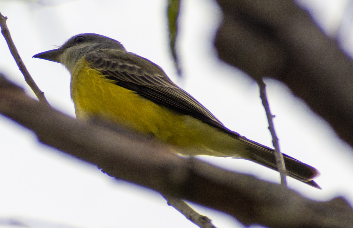 Tropical Kingbird - ML646416106